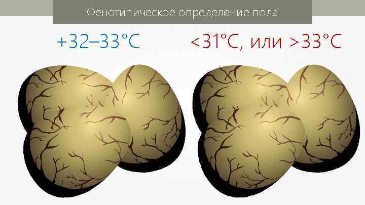 Фенотипическое определение пола +32– 33°C <31°C, или >33°C 