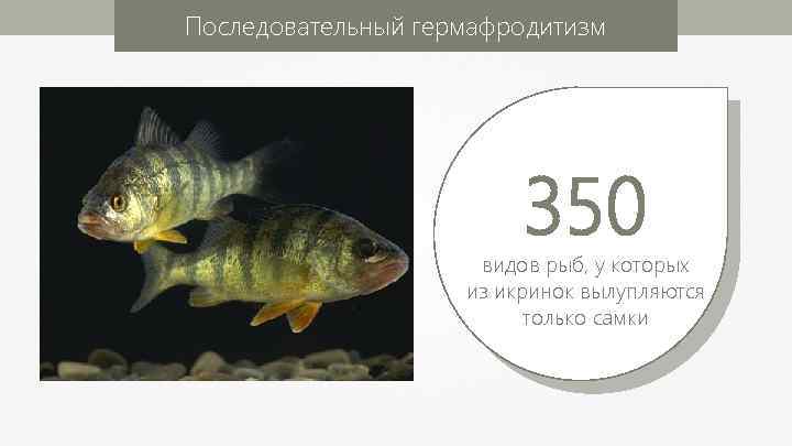 Последовательный гермафродитизм 350 видов рыб, у которых из икринок вылупляются только самки 