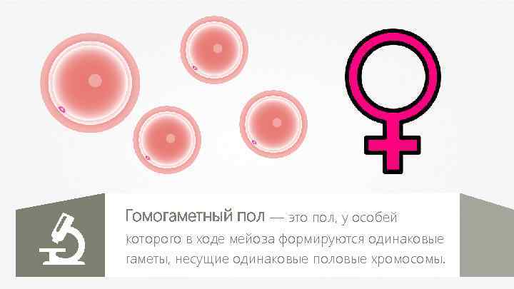 Гомогаметный пол — это пол, у особей которого в ходе мейоза формируются одинаковые гаметы,
