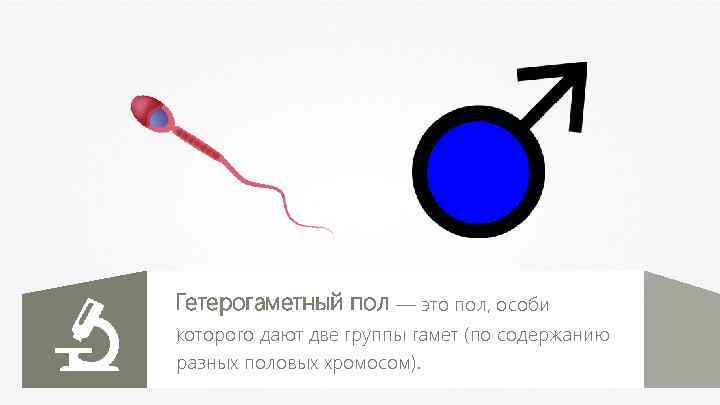 Гетерогаметный пол — это пол, особи которого дают две группы гамет (по содержанию разных