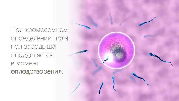 При хромосомном определении пола пол зародыша определяется в момент оплодотворения. 