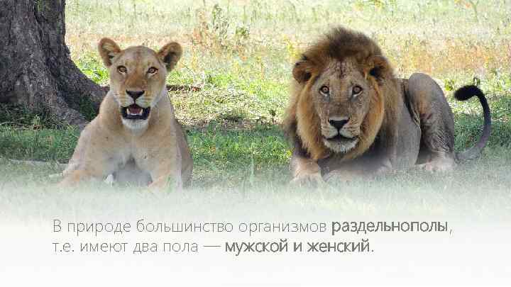В природе большинство организмов раздельнополы, т. е. имеют два пола — мужской и женский.