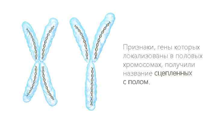 Признаки, гены которых локализованы в половых хромосомах, получили название сцепленных с полом. 