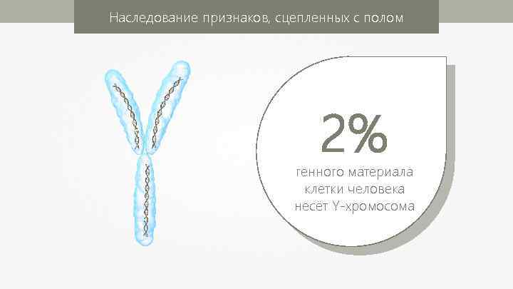 Наследование признаков, сцепленных с полом 2% генного материала клетки человека несёт Y-хромосома 
