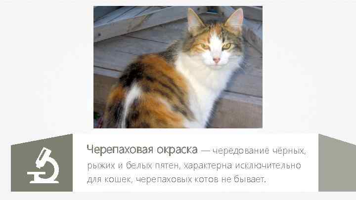 Черепаховая окраска — чередование чёрных, рыжих и белых пятен, характерна исключительно для кошек, черепаховых