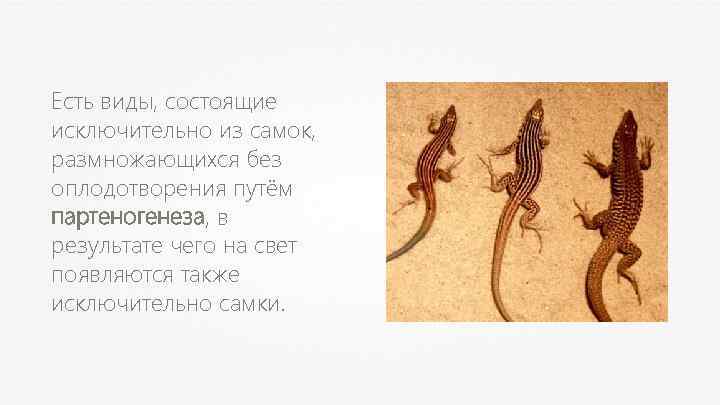 Есть виды, состоящие исключительно из самок, размножающихся без оплодотворения путём партеногенеза, в результате чего
