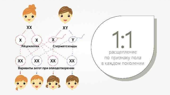1: 1 расщепление по признаку пола в каждом поколении 