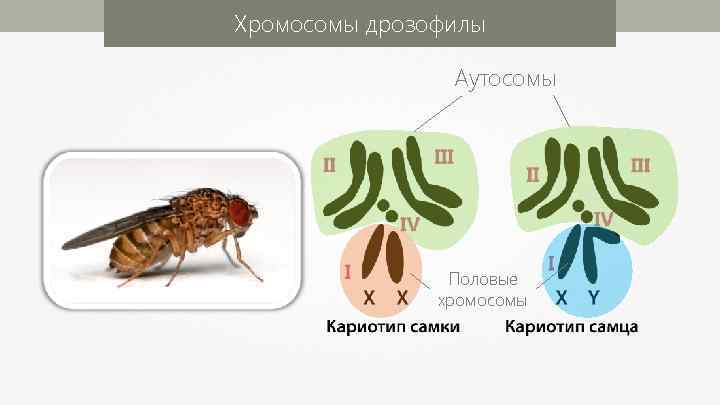 Хромосомы дрозофилы Аутосомы Половые хромосомы 