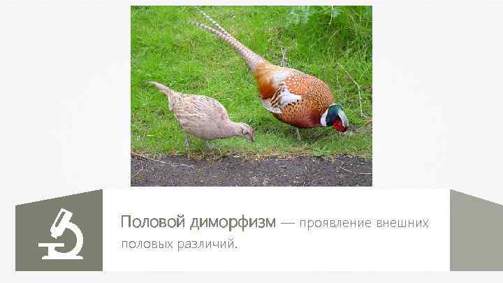 Половой диморфизм — проявление внешних половых различий. 