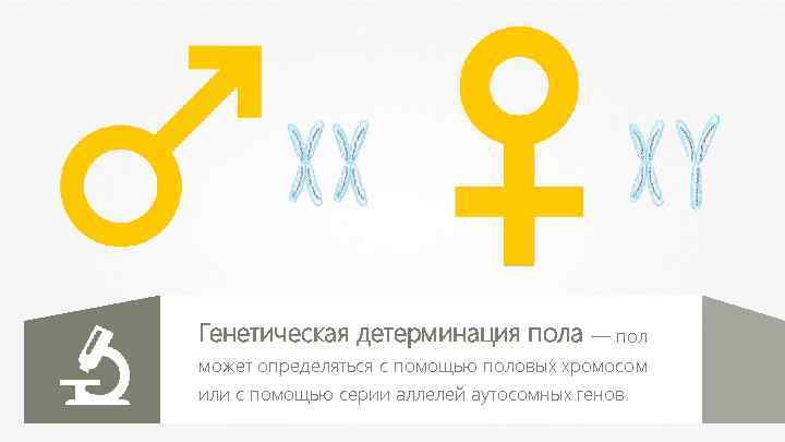 Генетическая детерминация пола — пол может определяться с помощью половых хромосом или с помощью