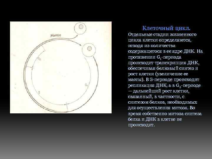 Клеточный цикл. Отдельные стадии жизненного цикла клетки определяются, исходя из количества содержащегося в ее
