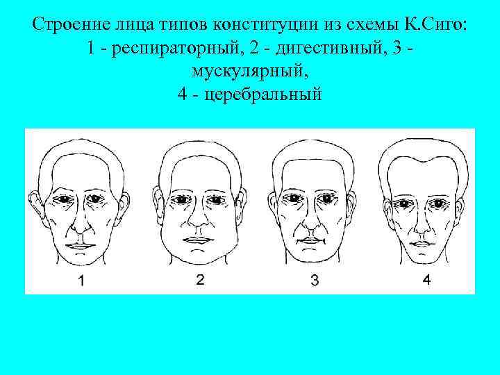 Строение лица типов конституции из схемы К. Сиго: 1 - респираторный, 2 - дигестивный,