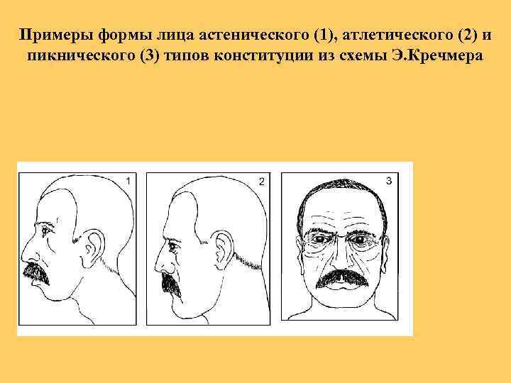 Примеры формы лица астенического (1), атлетического (2) и пикнического (3) типов конституции из схемы