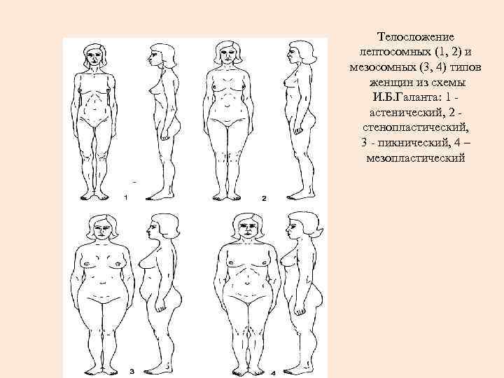 Для описания женских типов телосложения наиболее приемлема схема