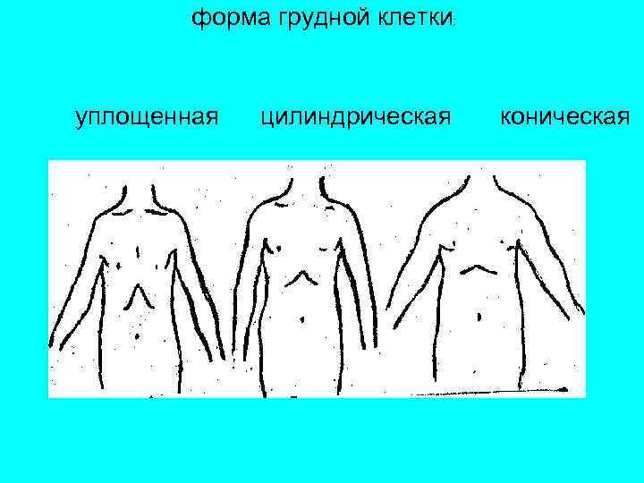 Площадь поверхности грудной клетки у человека