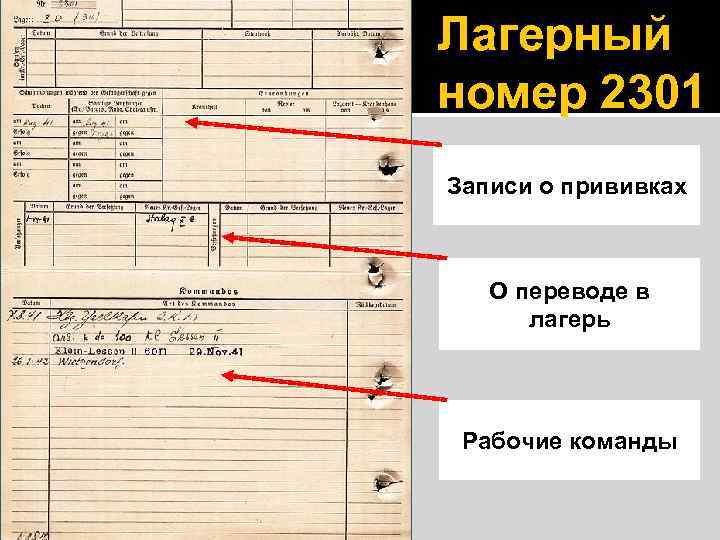Лагерный номер 2301 Записи о прививках О переводе в лагерь Рабочие команды 