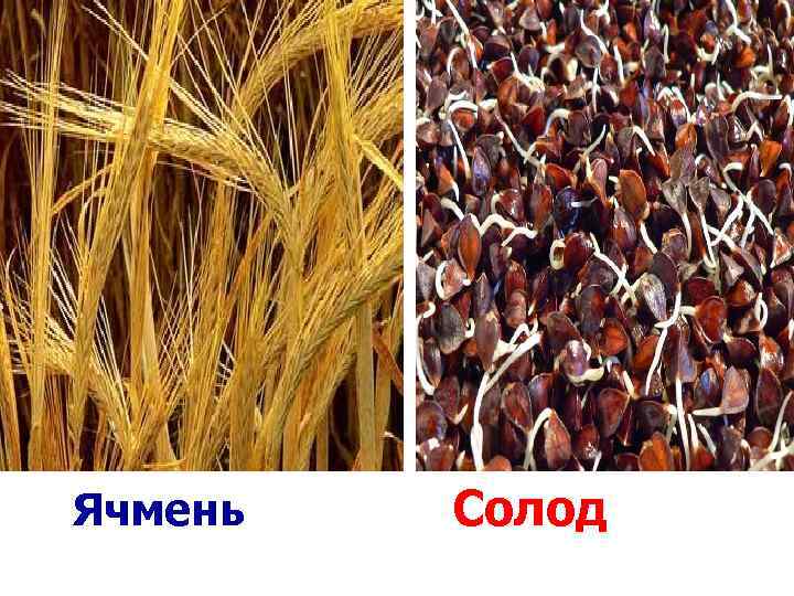  Ячмень Солод 