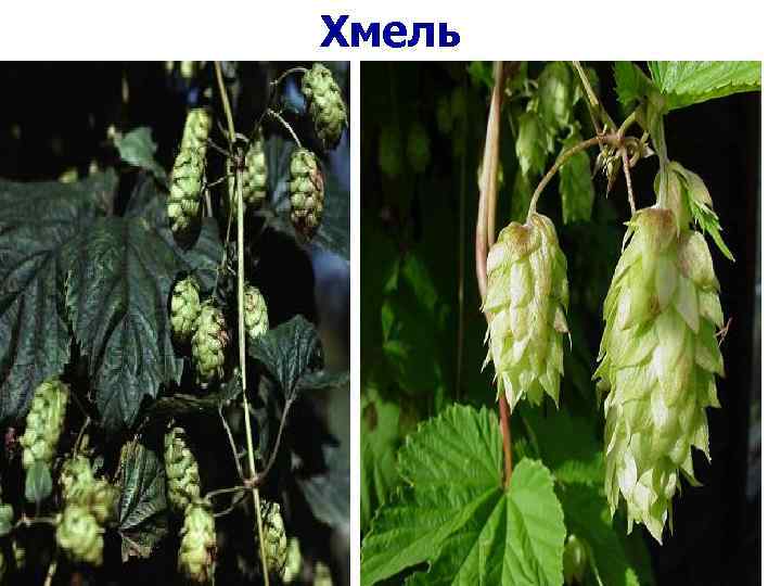 Хмель 