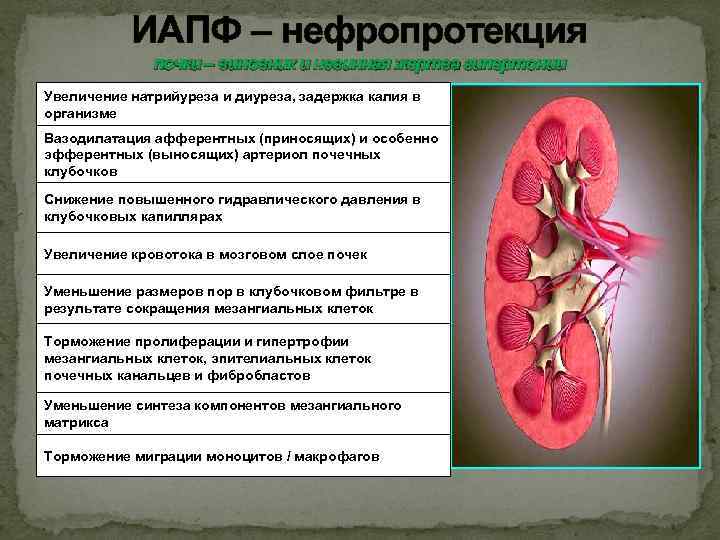 ИАПФ – нефропротекция почки – виновник и невинная жертва гипертонии Увеличение натрийуреза и диуреза,