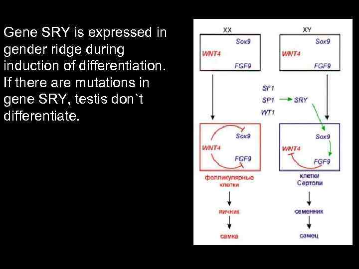 Gene SRY is expressed in gender ridge during induction of differentiation. If there are