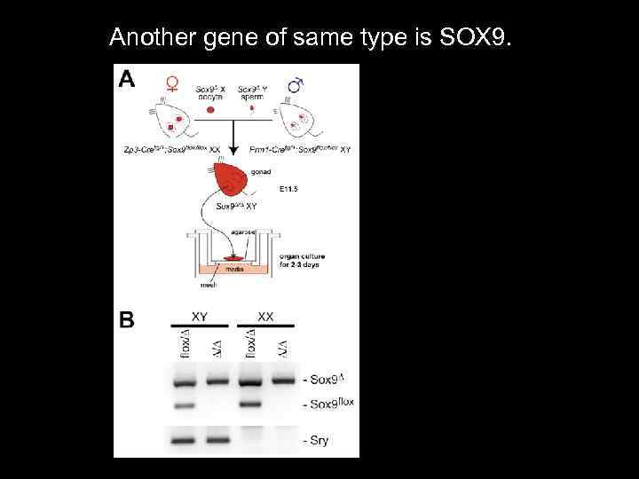 Another gene of same type is SOX 9. 