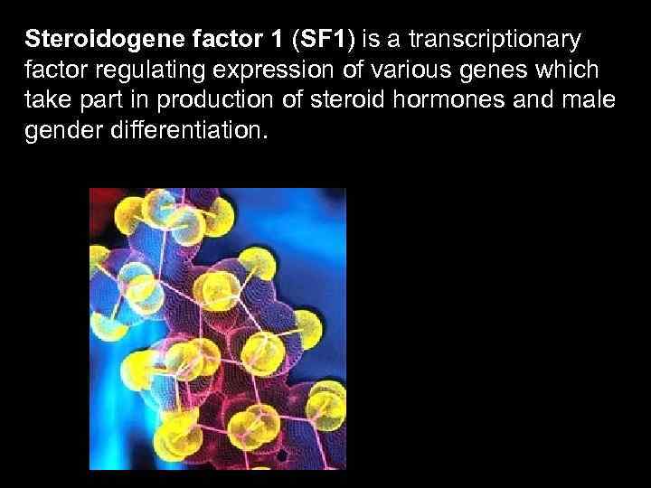 Steroidogene factor 1 (SF 1) is a transcriptionary factor regulating expression of various genes