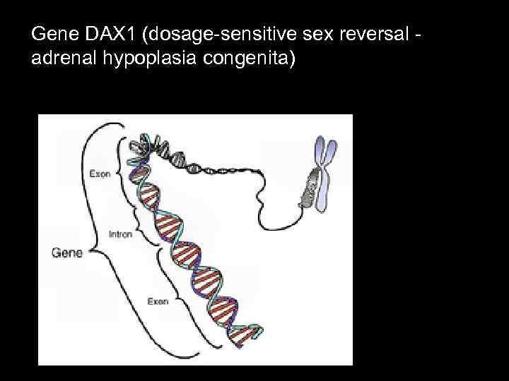 Gene DAX 1 (dosage-sensitive sex reversal - adrenal hypoplasia congenita) 