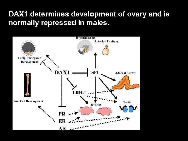 DAX 1 determines development of ovary and is normally repressed in males. 