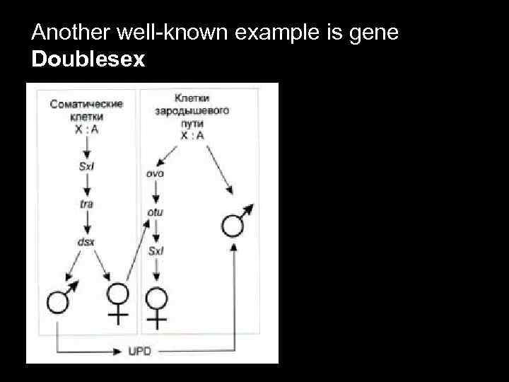 Another well-known example is gene Doublesex 