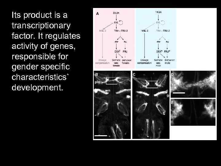 Its product is a transcriptionary factor. It regulates activity of genes, responsible for gender