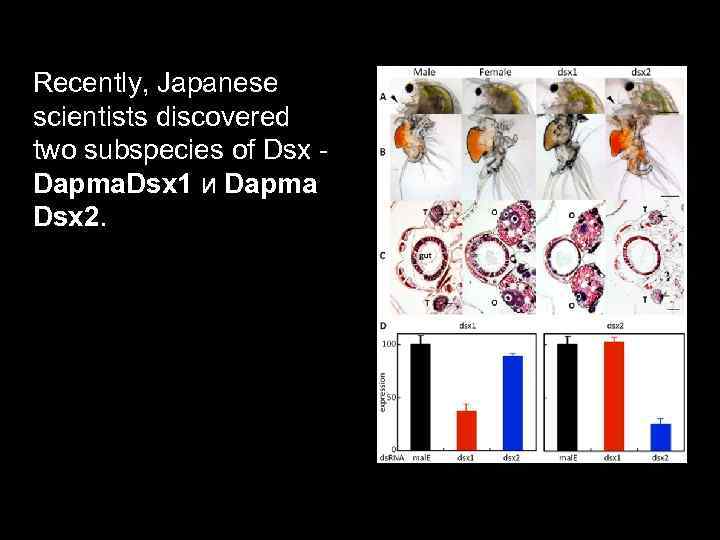 Recently, Japanese scientists discovered two subspecies of Dsx Dapma. Dsx 1 и Dapma Dsx