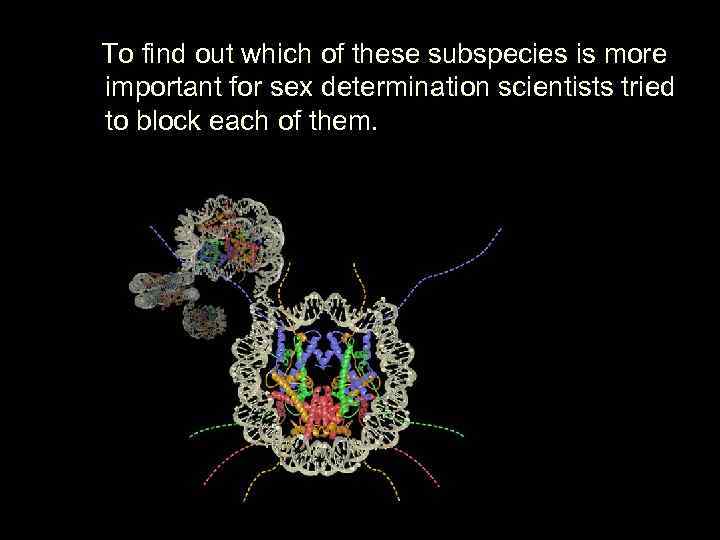  To find out which of these subspecies is more important for sex determination