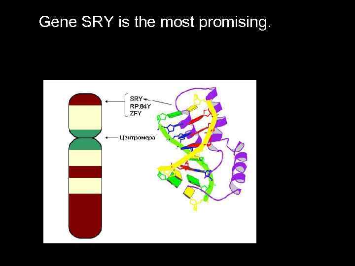 Gene SRY is the most promising. 