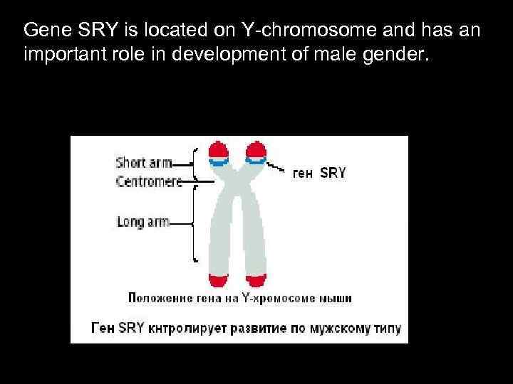 Gene SRY is located on Y-chromosome and has an important role in development of