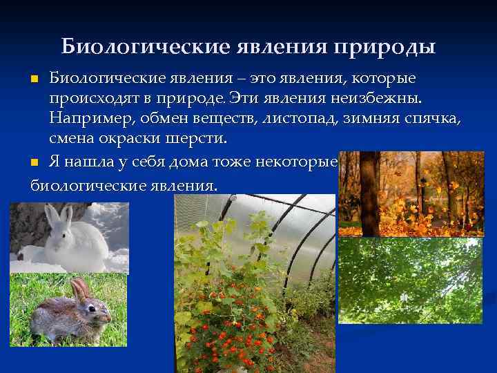 Биологические явления природы Биологические явления – это явления, которые происходят в природе. Эти явления