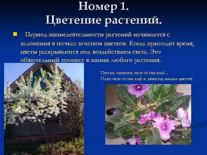 Номер 1. Цветение растений. n Период жизнедеятельности растений начинается с заложения в почках зачатков