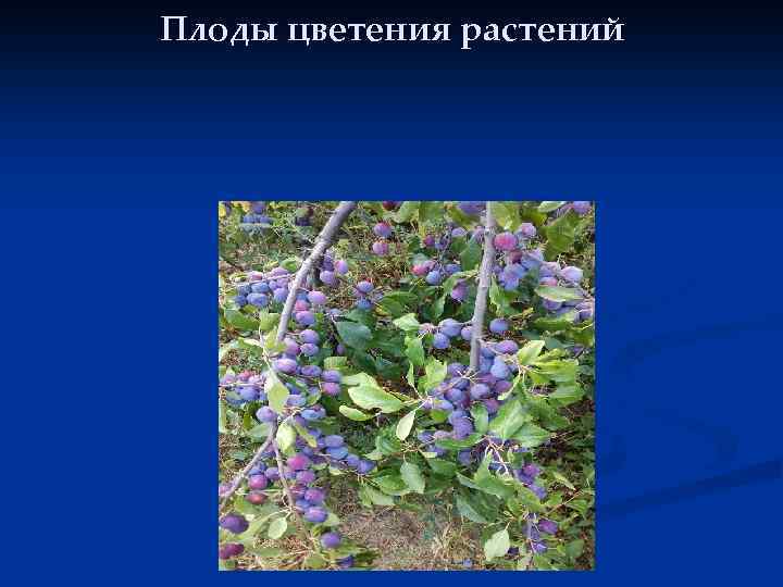 Плоды цветения растений 