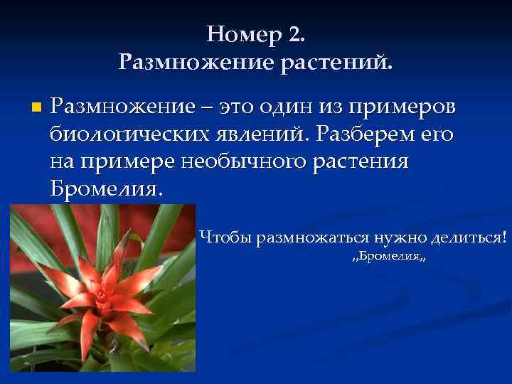 Номер 2. Размножение растений. n Размножение – это один из примеров биологических явлений. Разберем