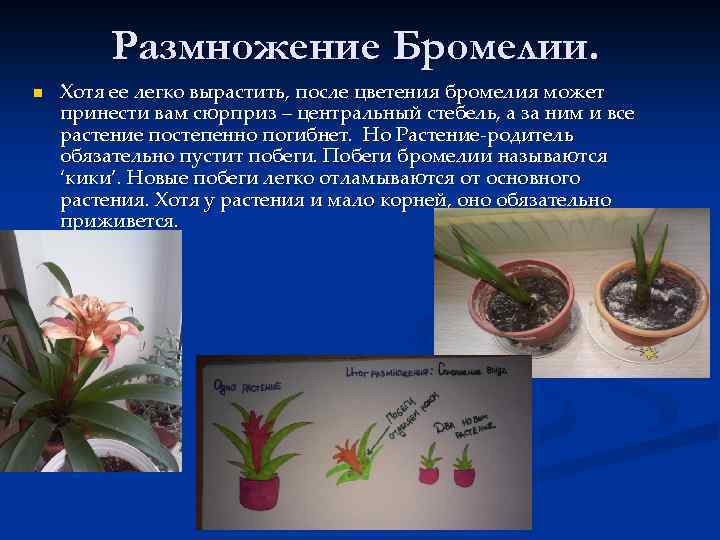 Размножение Бромелии. n Хотя ее легко вырастить, после цветения бромелия может принести вам сюрприз