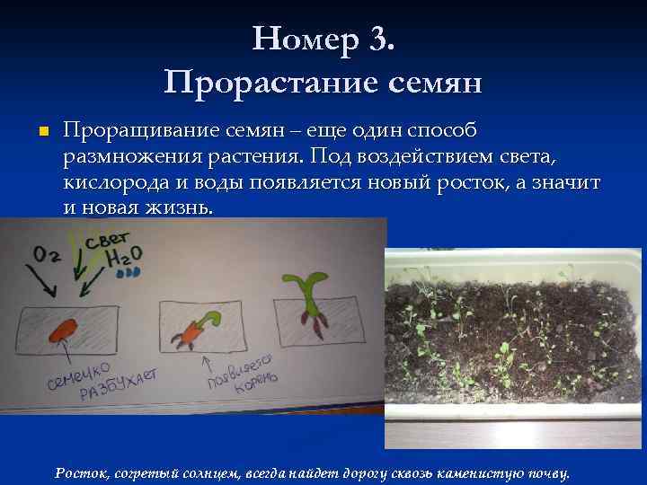 Номер 3. Прорастание семян n Проращивание семян – еще один способ размножения растения. Под