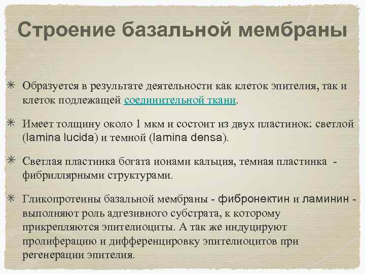 Строение базальной мембраны Образуется в результате деятельности как клеток эпителия, так и клеток подлежащей