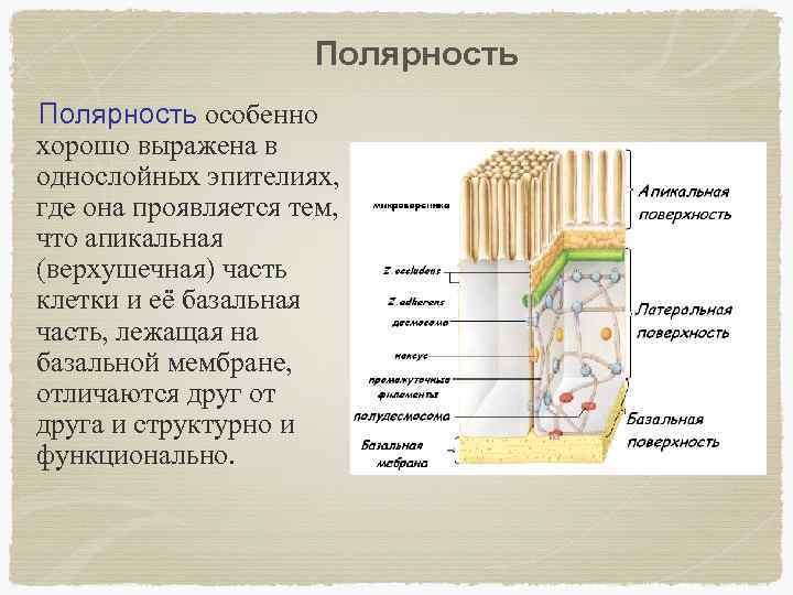 Полярность особенно хорошо выражена в однослойных эпителиях, где она проявляется тем, что апикальная (верхушечная)