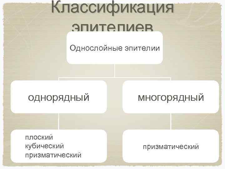 Классификация эпителиев Однослойные эпителии однорядный плоский кубический призматический многорядный призматический 