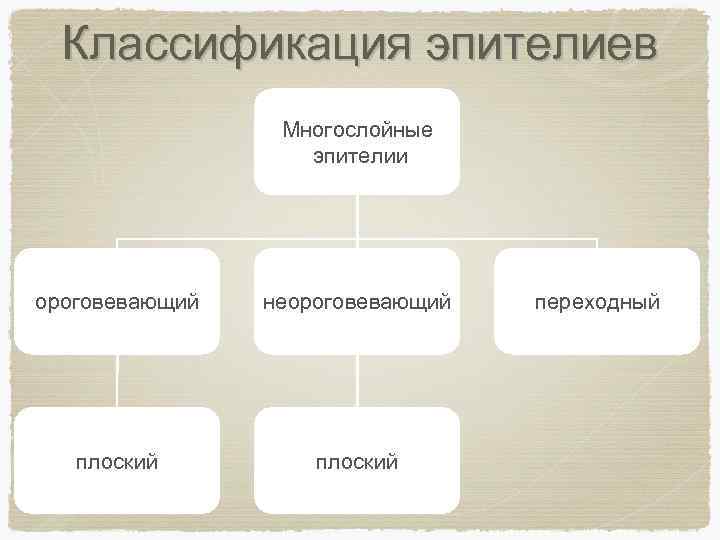 Классификация эпителиев Многослойные эпителии ороговевающий неороговевающий плоский переходный 