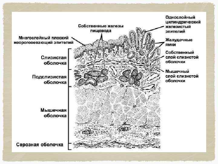 Переход пищевода в желудок гистология рисунок