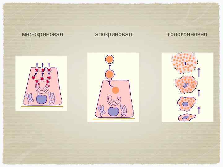 Типы секреции. Мерокриновые апокриновые. Апокриновые мерокриновые и голокриновые железы. Мерокриновый и апокриновый Тип секреции. Мерокриновая секреция.