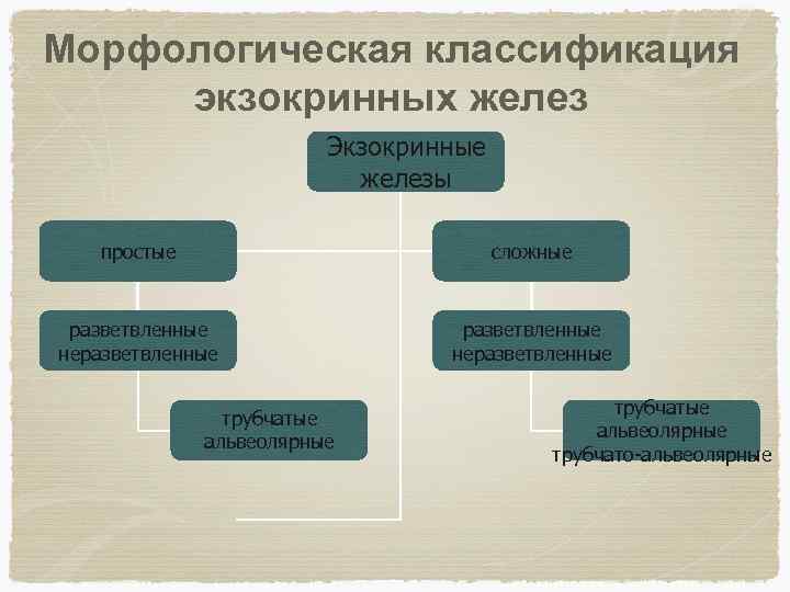 Морфологическая классификация экзокринных желез Экзокринные железы простые сложные разветвленные неразветвленные трубчатые альвеолярные трубчато-альвеолярные 