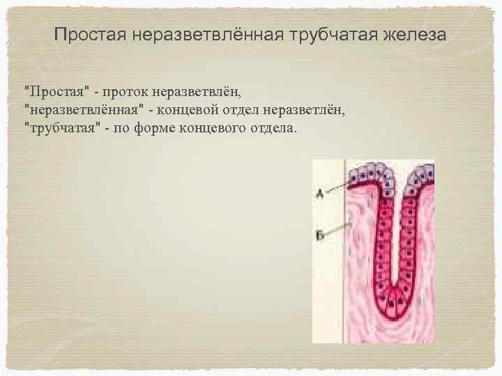 Трубчатая железа. Простые разветвленные трубчатые железы. Неразветвленная железа. Простая трубчатая железа. Простая неразветвлённая трубчатая неразветвленная железа.