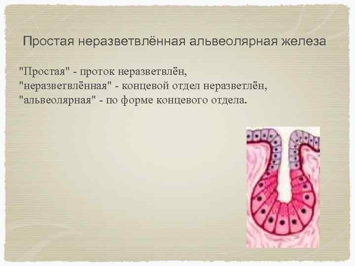 Простая неразветвлённая альвеолярная железа "Простая" - проток неразветвлён, "неразветвлённая" - концевой отдел неразветлён, "альвеолярная"