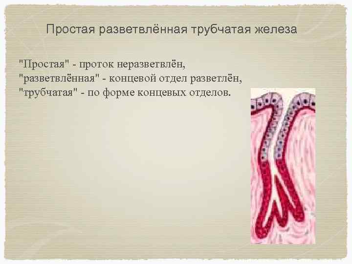 Простая разветвлённая трубчатая железа "Простая" - проток неразветвлён, "разветвлённая" - концевой отдел разветлён, "трубчатая"